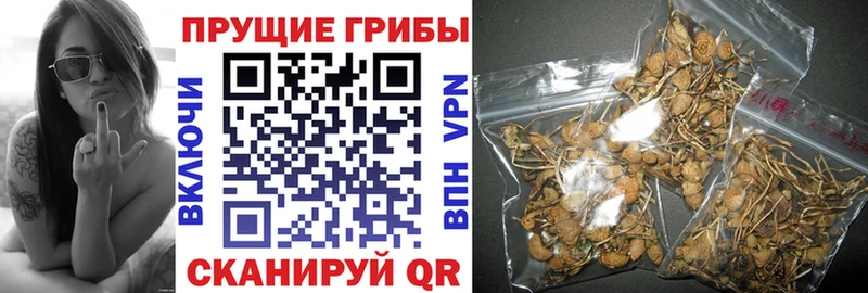 Галлюциногенные грибы Psilocybe как найти Будённовск